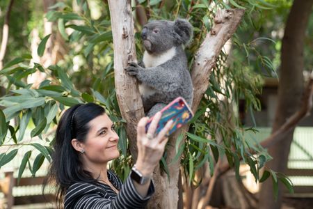 A big-eared, large-nosed, frown-mouthed furry grey and white medium-sized animal sits in the "v" of a small tree, holding one of the branches. In front of the animal is a woman with black hair wearing business clothes and smiling as she snaps a selfie.