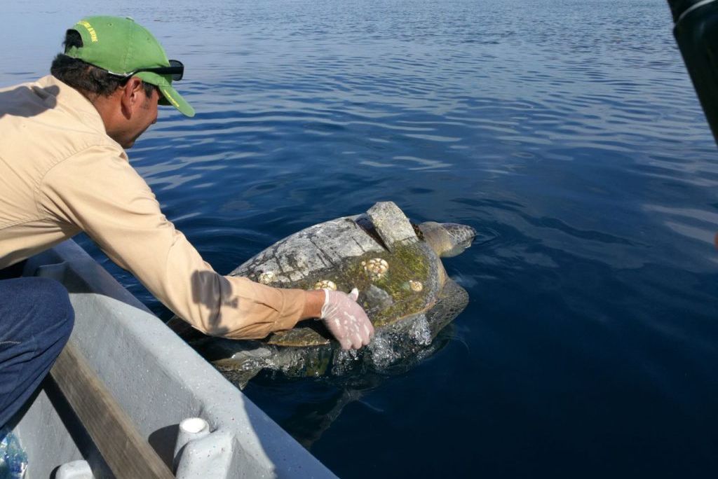 Dead Turtle