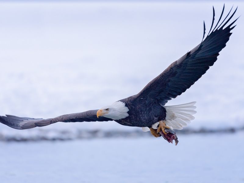 Alaskan bald eagle catches prize Smithsonian Photo Contest