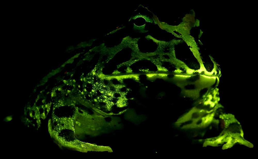 Glowing frog