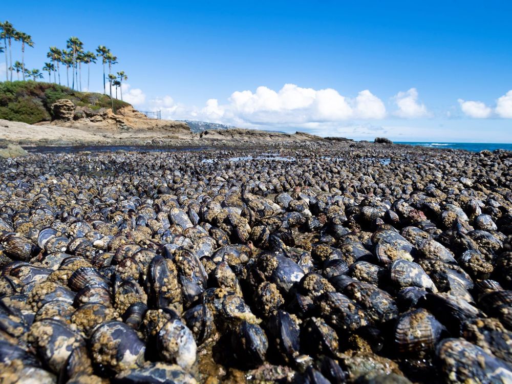 Bed of Mussels