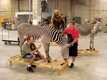 A star in stripes: Paul Rhymer and John Matthews prep a zebra for display in the new mammal hall.