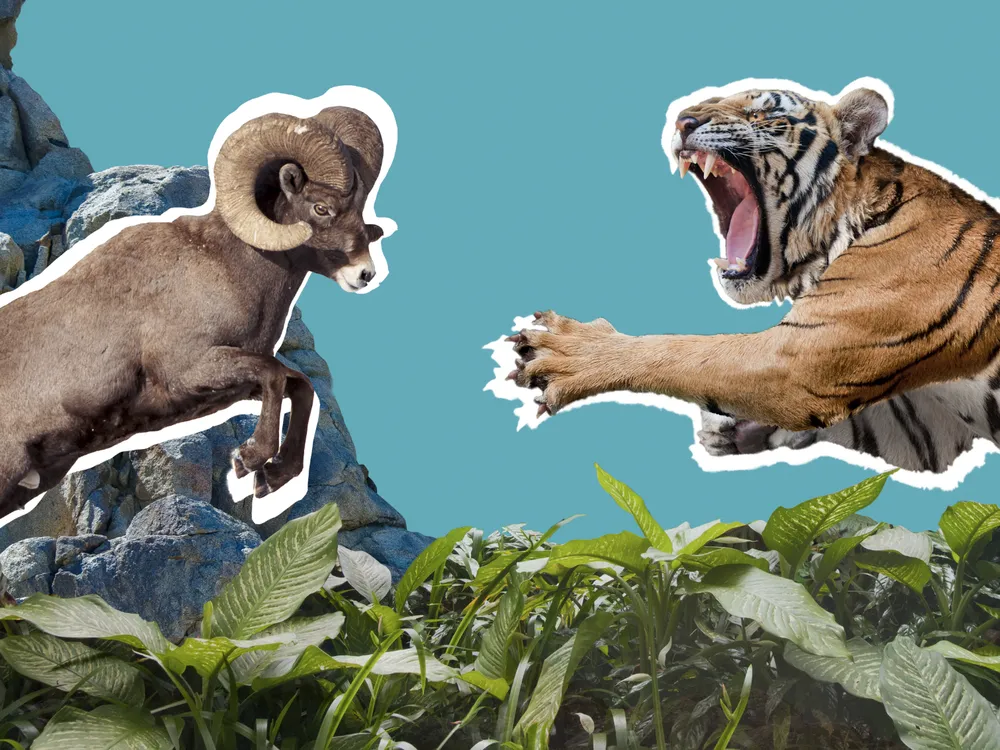 A digital collage with a charging ram, cliff, jungle foliage and a leaping tiger