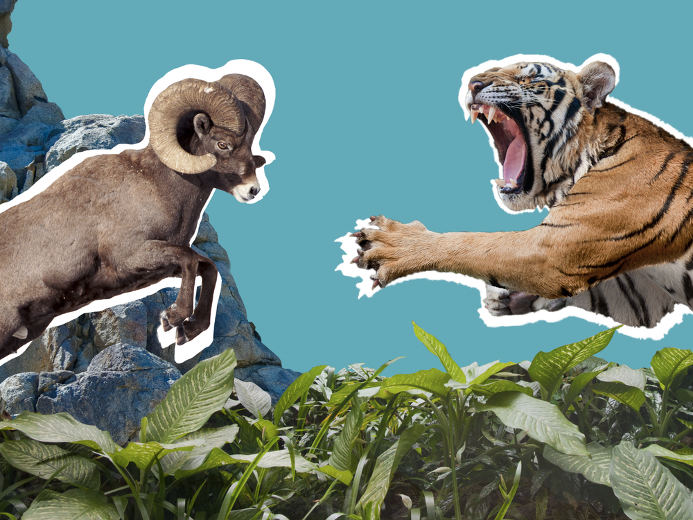 Who Would Win in a Real-World Battle: A Bengal Tiger or a Ram?