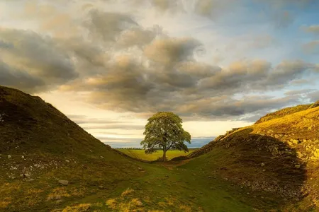 An image of the famous Sycamore Gap tree before it was illegally cut down in 2023