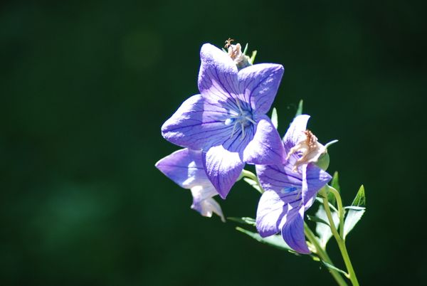 Balloon flower bloom thumbnail