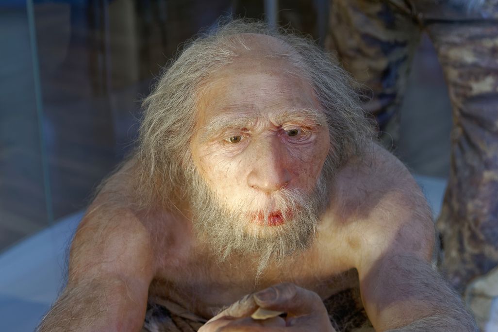 A reconstruction of a Homo neanderthalensis elder man in The Natural History Museum, Vienna.