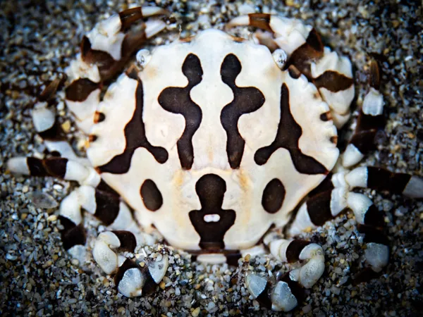 Sea Cucumber Crab thumbnail