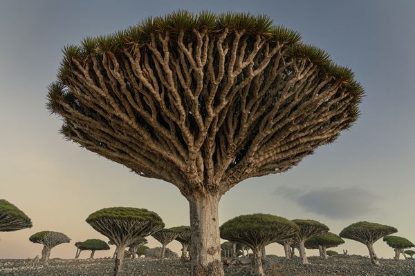 Dragon Blood Tree on Socotra thumbnail