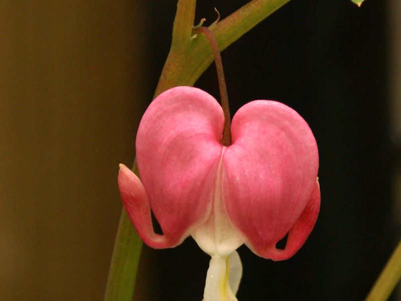 Single Bleeding Heart Bloom Smithsonian Photo Contest Smithsonian