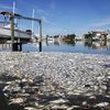 Toxic Red Tide Is Back in Florida—Here's What to Know icon