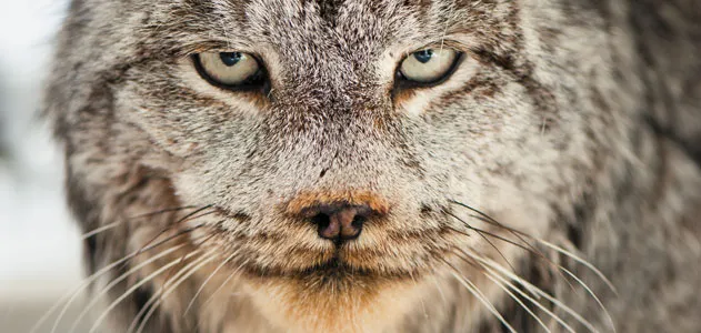 Lynx in Montana