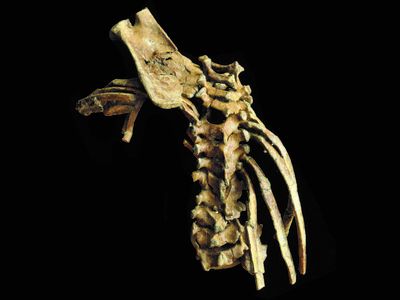 This spine is the earliest intact reference for how humans' skeletons may have developed. 