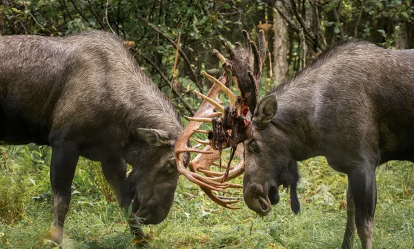 Alaskan Moose Sparring thumbnail