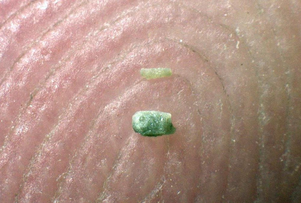 Two small fossil fragments of ancient brittle stars appear green as they rest on Ben Thuy's fingertip.