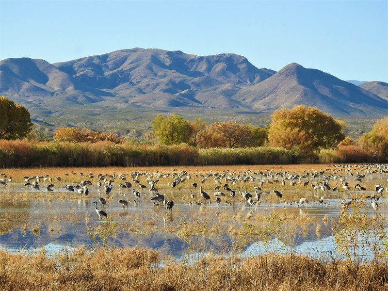 Bosque Del Apache: Reflections | Smithsonian Photo Contest ...