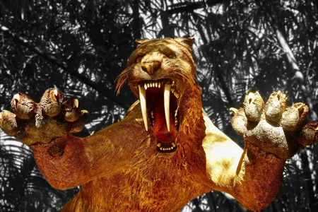 At least one species of saber-tooth cat likely kept its long canines inside its mouth, not outside, suggests new research.