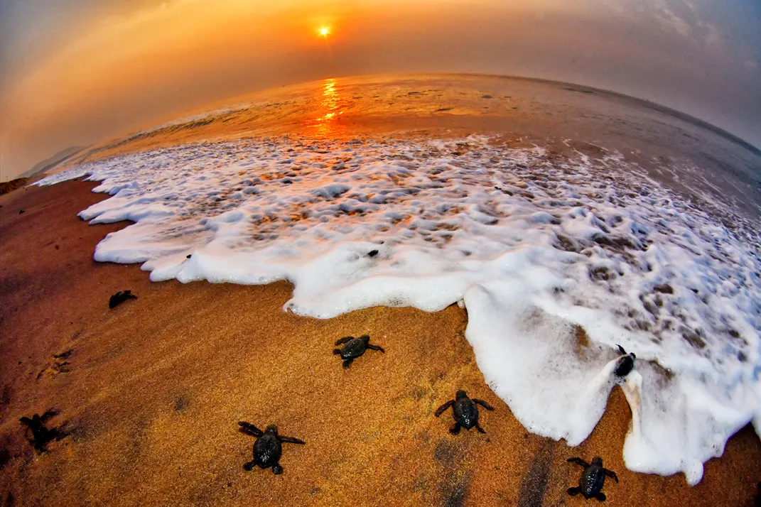 Olive ridley sea turtles return to the ocean
