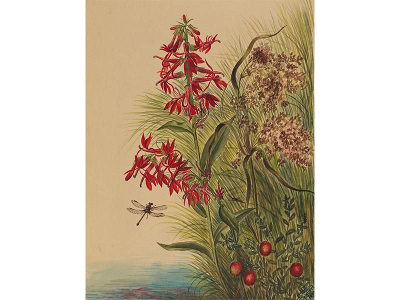 Cardinal flower