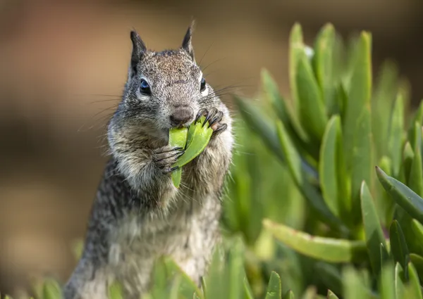 Free Salad Bar thumbnail