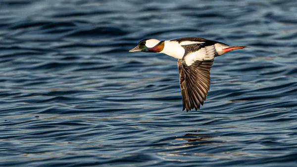 Beautiful Male Bufflehead in Flight thumbnail