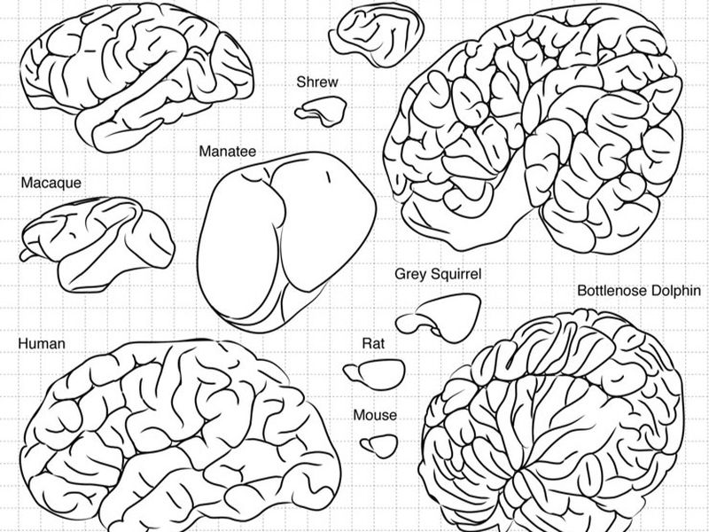 Why Are Our Brains Wrinkly?, Smart News
