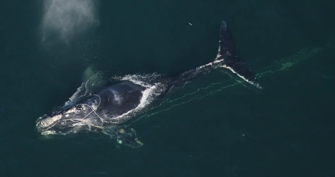 overhead view of a whale with fishing line on it