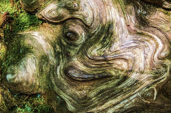 Dog Wood in Mt Rainier National Park thumbnail