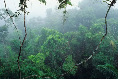 Rainforests, like this one in Ecuador, only appeared after the mass extinction that ended the Age of Dinosaurs.