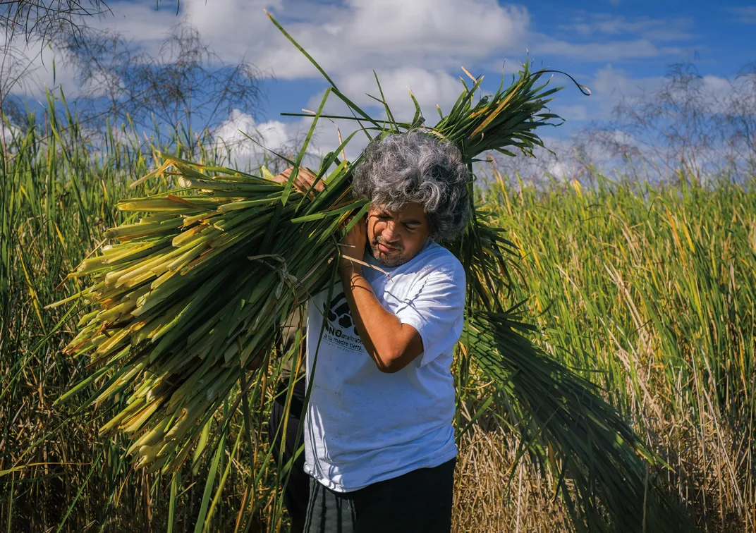 a man carries a  bundle of cattails on his shoulder