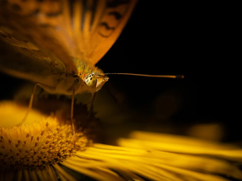 OPENER - A silver-washed fritillary butterfly rests on a flower as the sun rises, casting a warm glow on both lifeforms.