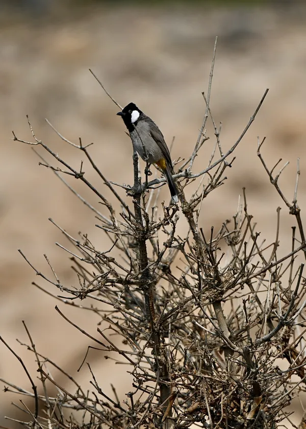 Desert Sentinel thumbnail