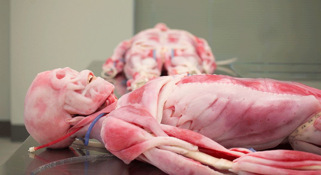 human dissection in medical school