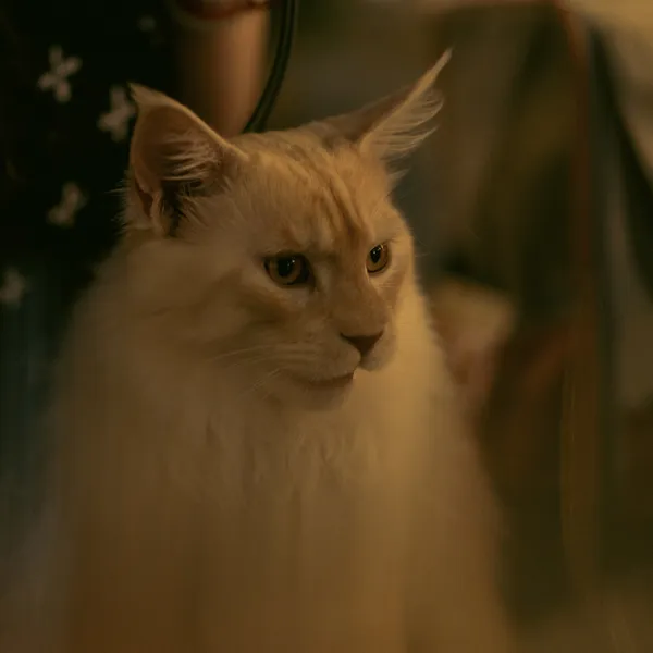 霸气的缅因猫 thumbnail