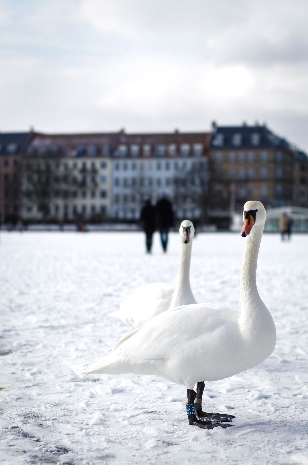 Of Swans and Men | Smithsonian Photo Contest | Smithsonian Magazine