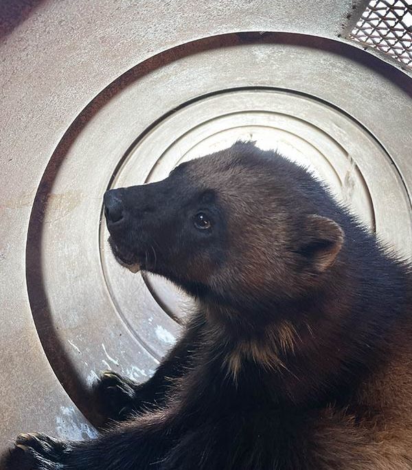 A wolverine in a trap
