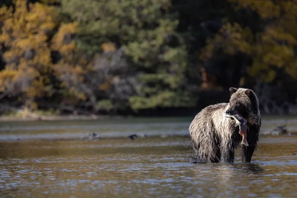 Grizzly cub with salmon watches as aggressive bear threatens salmon... and cub. thumbnail