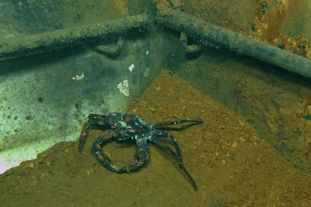 Sick Crab