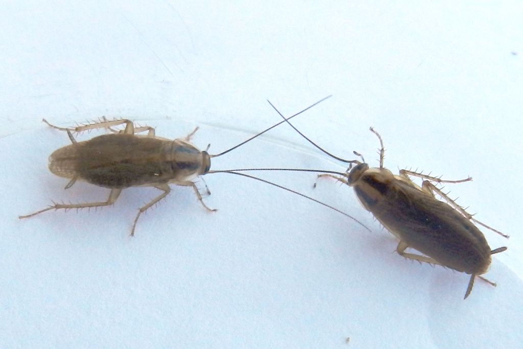 roaches