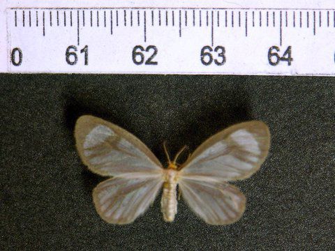 cocaine tussock moth