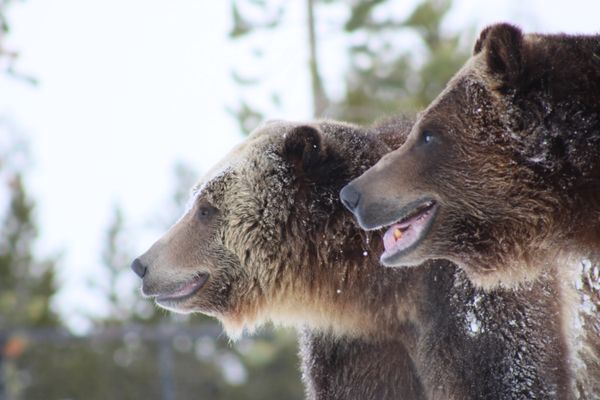 Smiling Grizzly Bears thumbnail