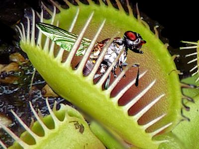 The Venus Flytrap isn't the only meat-eating plant.