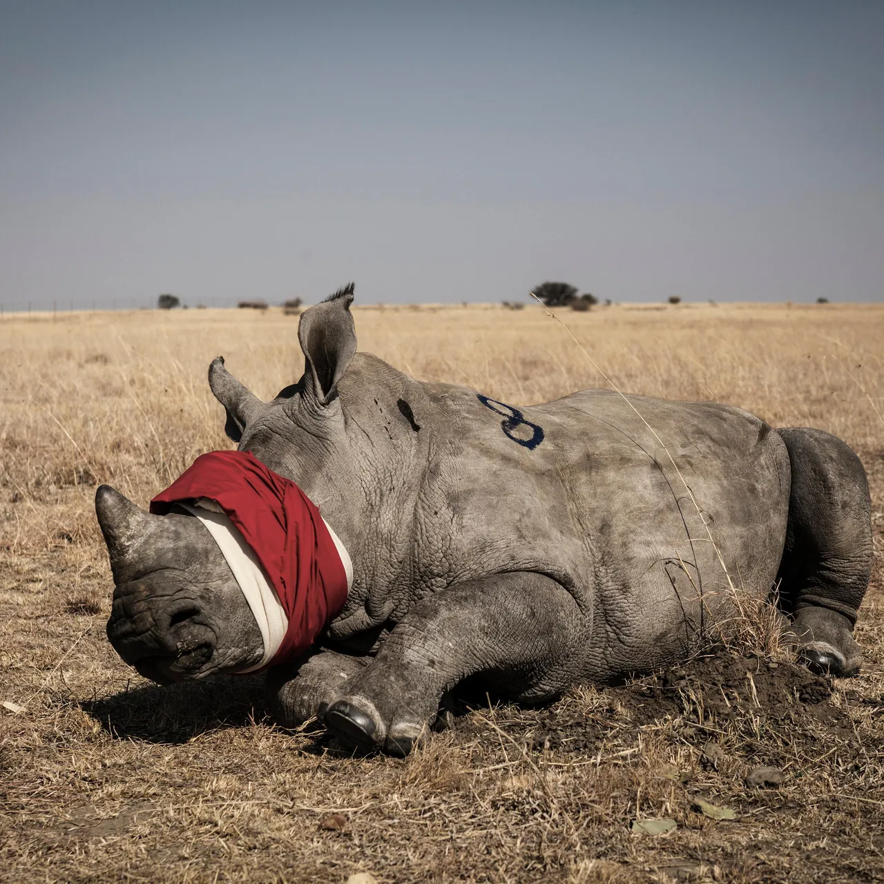 jun2018_j05_rhinos.jpg