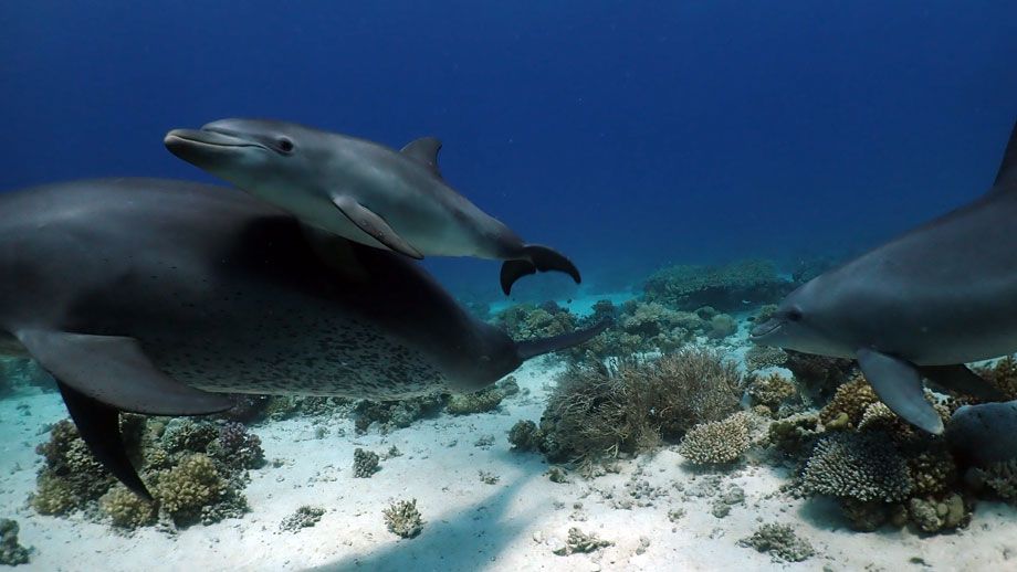 An image of a dolphin with her calf swimming near coral along the sea floor