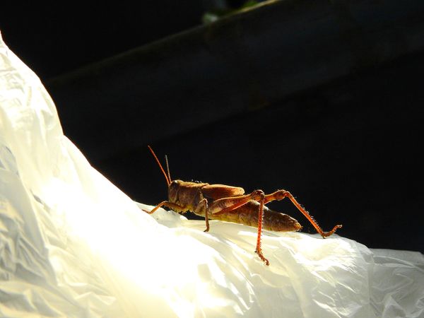 Grasshopper on Tissue Paper thumbnail