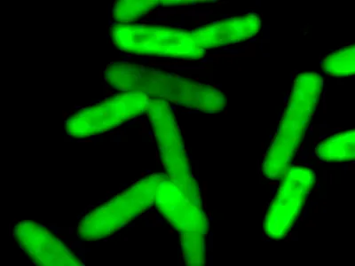 Glowing proteins produced by the modified E. coli.