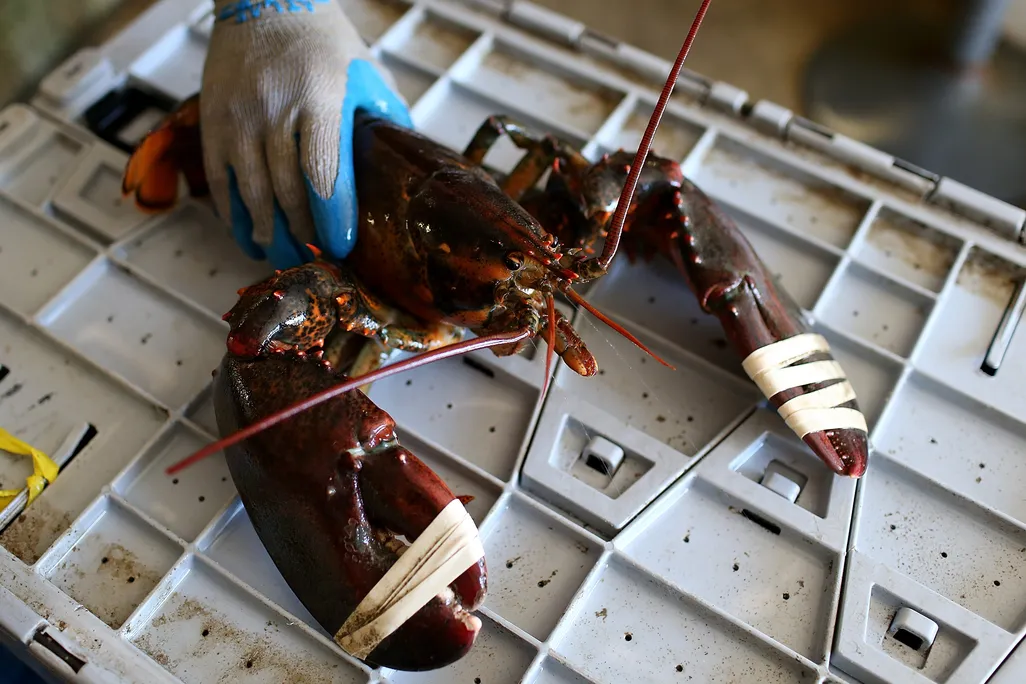 A gloved hand holds a lobster