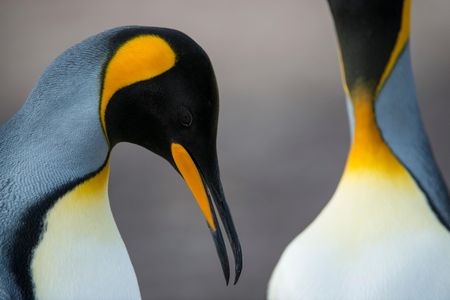 Photographer Neil Ever Osborne photographed king penguins in the Falkland Islands at the height of breeding season.