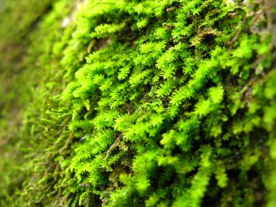 A carpet of moss. 