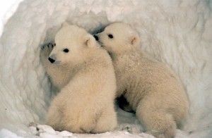 20110520102415polarbearcubs-300x196.jpg